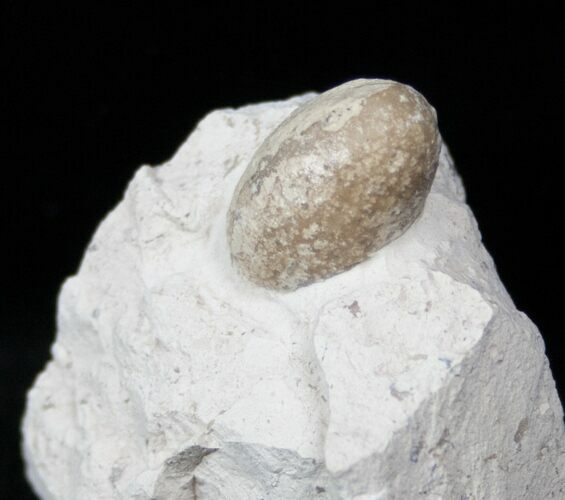 Eocene Aged Fossil Turtle Egg - France #12980